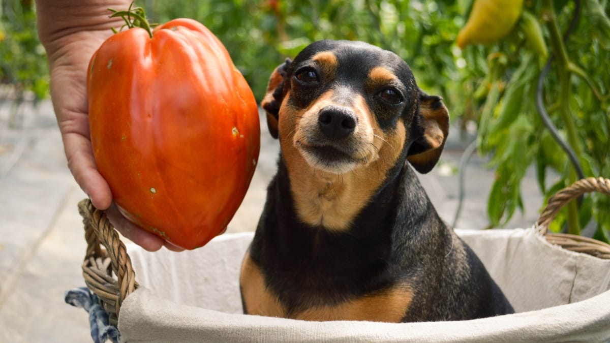 Dürfen Hunde Tomaten essen?